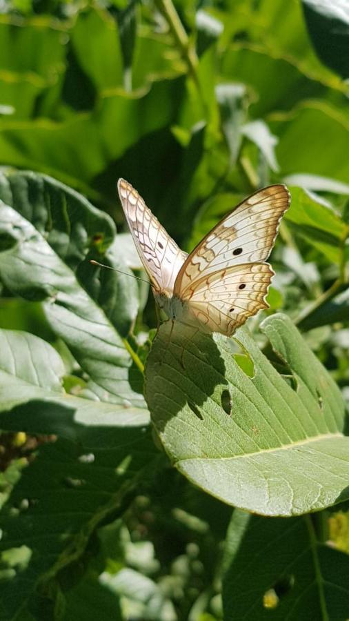 Hospedaje San Cayetano โกโลเนีย คาร์ลอส เปลเลกรีนี ภายนอก รูปภาพ