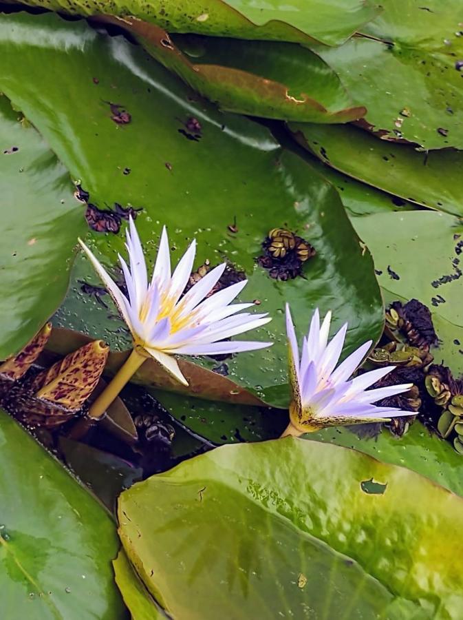 Hospedaje San Cayetano โกโลเนีย คาร์ลอส เปลเลกรีนี ภายนอก รูปภาพ